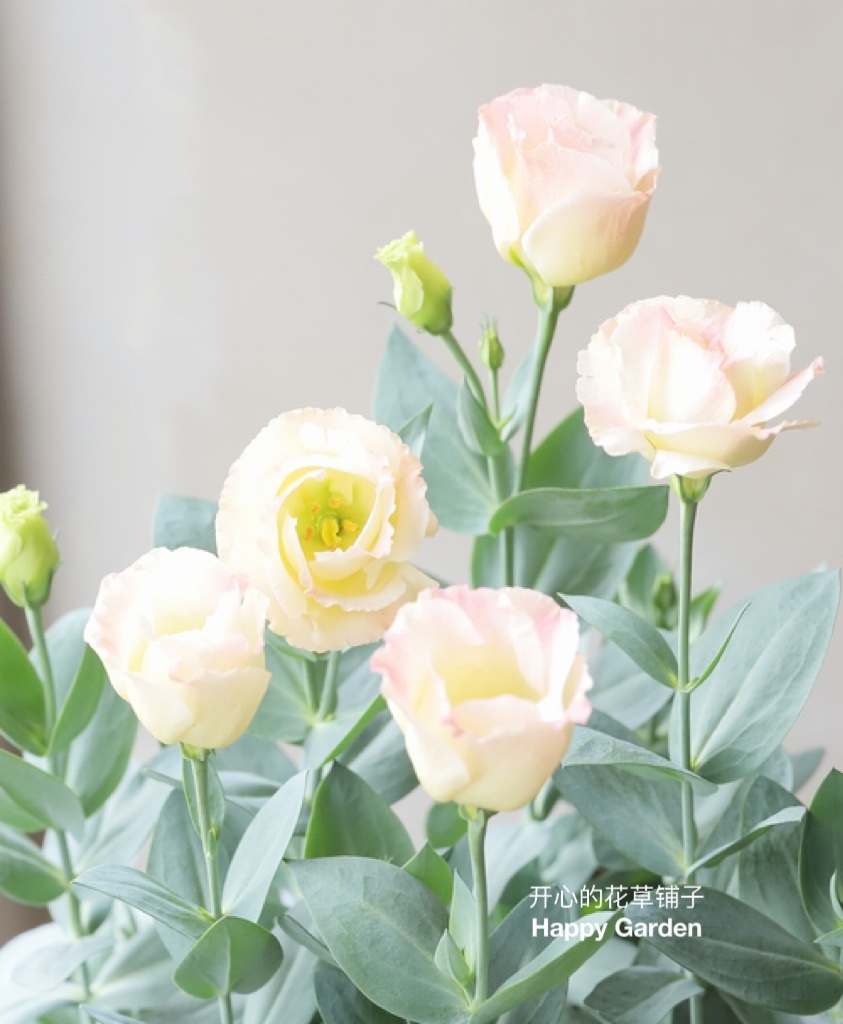 进口洋桔梗盆栽  仙气 可做切花 耐热耐晒庭院阳台室内