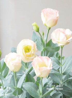 进口洋桔梗盆栽  仙气 可做切花 耐热耐晒庭院阳台室内