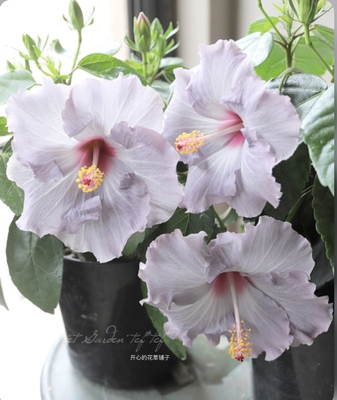 日本进口 大花芙蓉葵 木槿花盆栽 耐寒耐热 多年生 庭院阳台花园