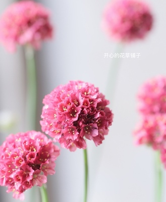 可爱进口海石竹 多年生耐寒耐热 花期长庭院阳台室内
