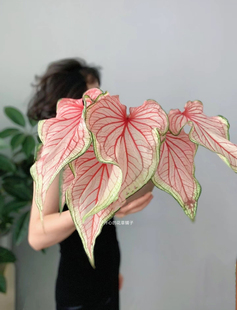 进口彩叶芋 颜色全 多年生 耐阴 庭院阳台室内 适合新手绿植球根