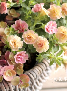 双距花盆栽 多年生 耐寒耐热耐干旱 苹果花木瓜可爱花朵 庭院阳台