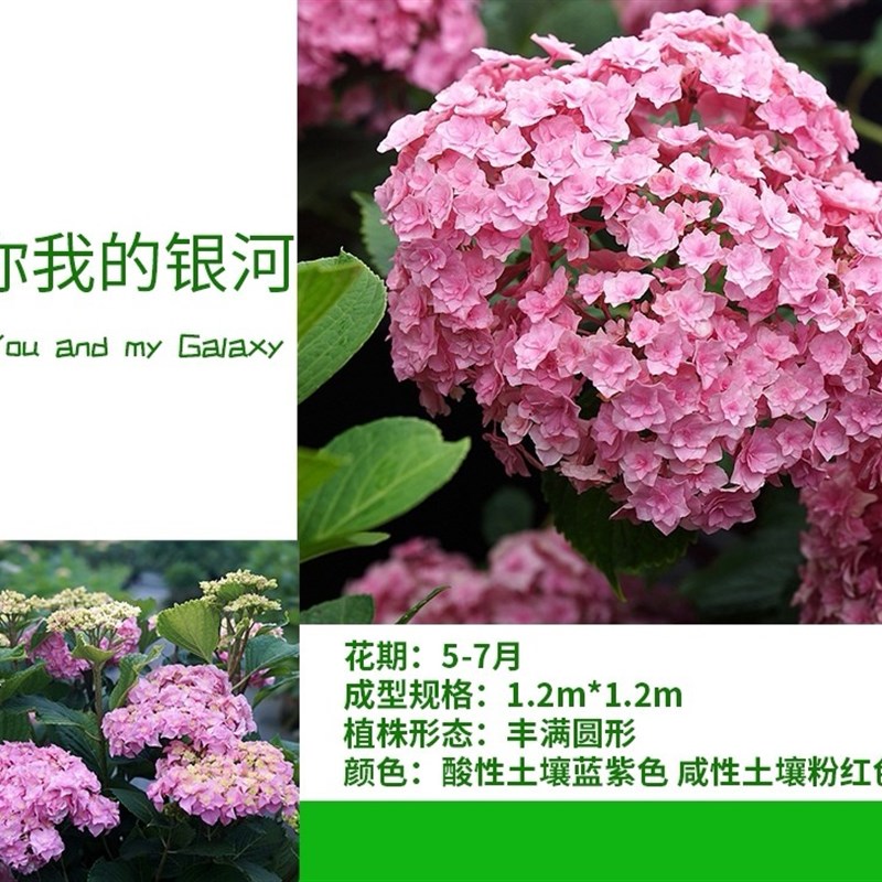 (木子家的花园)包邮大花绣球银河八仙花室内盆栽