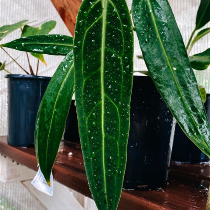 浇浇植物火鹤后花烛火鹤王 Anthurium veitchii 观叶原.种进口热