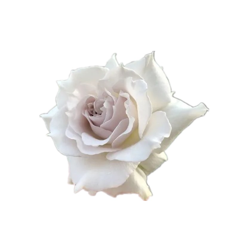 新品莎菲天使玫瑰月季p花苗稀有日月河本纯子白色淡紫灌木浓香切