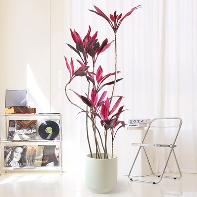 红叶朱蕉大型盆栽客厅绿植u旺宅落地真花耐阴网红好养办公室内植