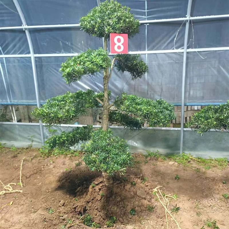 罗汉松造型树 u庭院别墅一对一选树