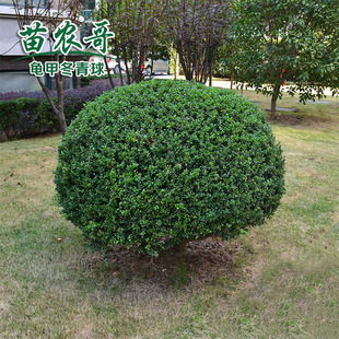 冬青绿化树球 庭院四季常青绿化苗木 龟甲冬青树球冬Y青苗冬青树