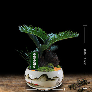 苔藓石山铁树盆栽室内q植物好养易活客厅玄关大型绿植开业苏铁盆