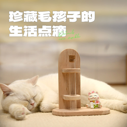 猫咪胡须收集器它立方