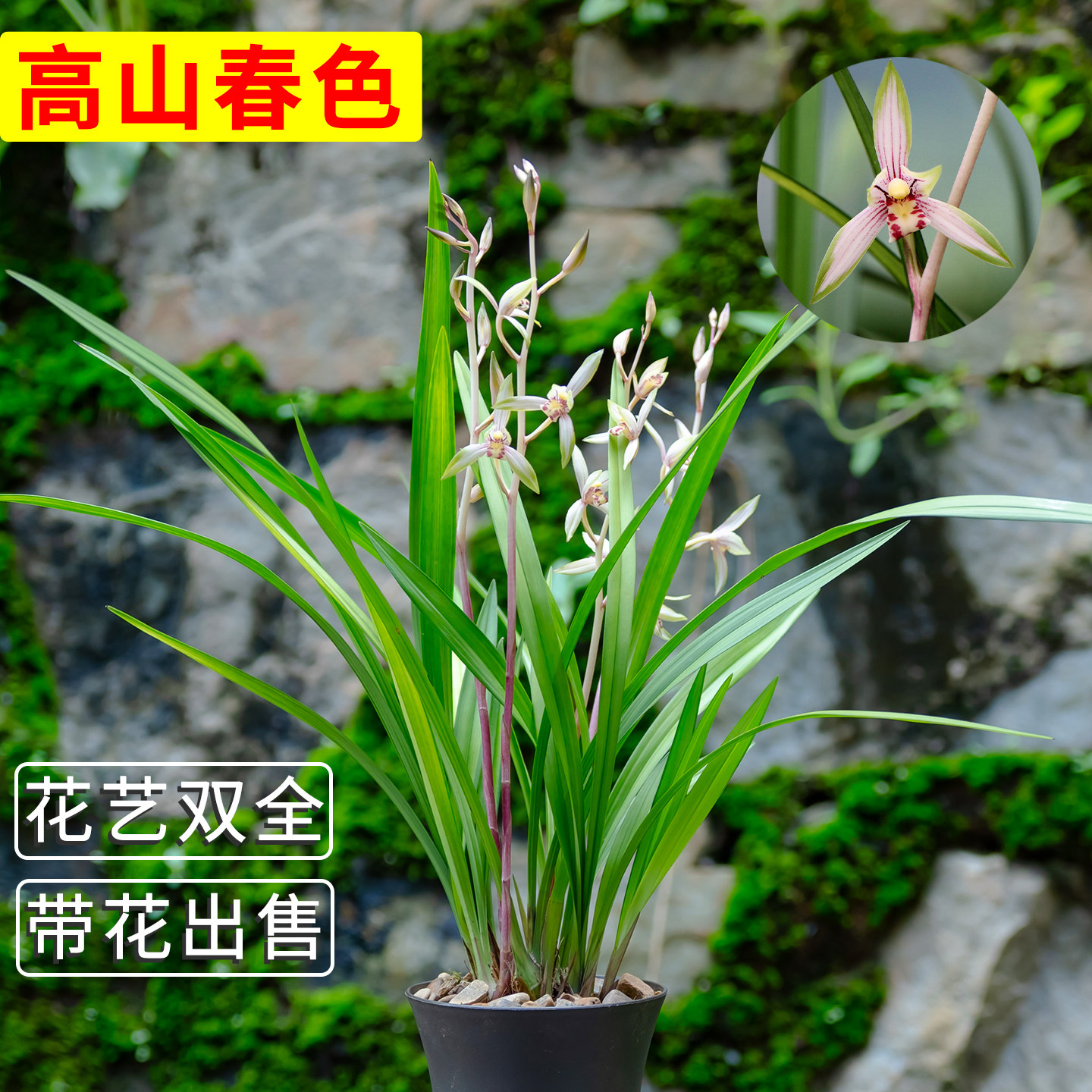 兰花高山春色盆栽建兰花艺双全四季兰忆香荷荷瓣开花浓香室内绿植