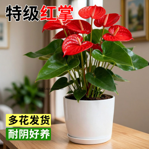 红掌盆栽耐阴易养四季开花