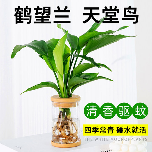 天堂鸟盆栽花卉水培植物室内耐阴易养活水养桌面鹤望兰绿植客厅