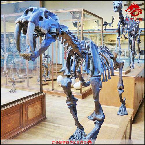 仿真剑齿虎骨架化石大型灭绝古生物骨头化石骨骼模型博物馆摆件