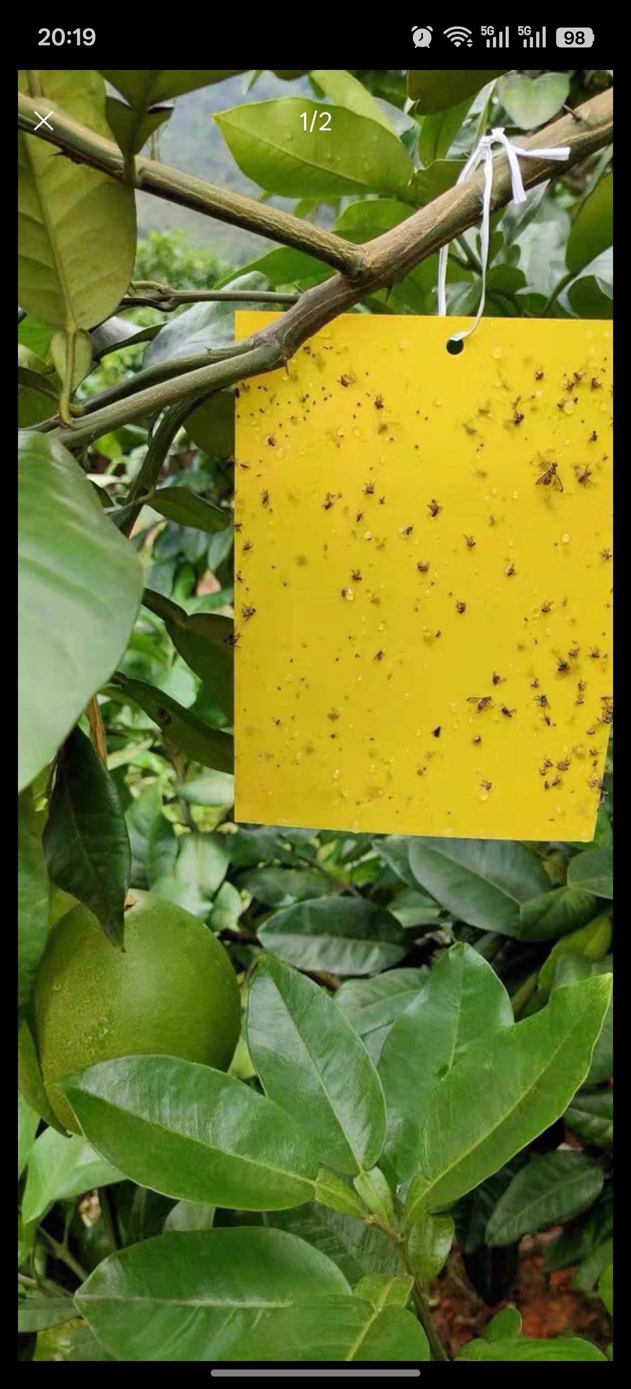 黄板粘虫板双面黏虫蔬菜大棚诱虫板白粉虱小黑飞茶园果园特粘蝇纸