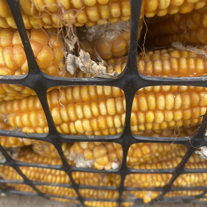 特厚加厚超厚玉米m网塑料围栏网网圈鸡鸭鹅圈果园养鸡网长