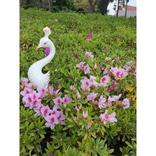 饰阳台花园 饰盆栽植物装 户外庭院花园景观风格 创意孔雀插花盆插装