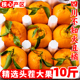 四川不知火丑橘新鲜10斤整箱丑八怪桔子应季 新鲜时令水果粑粑子柑