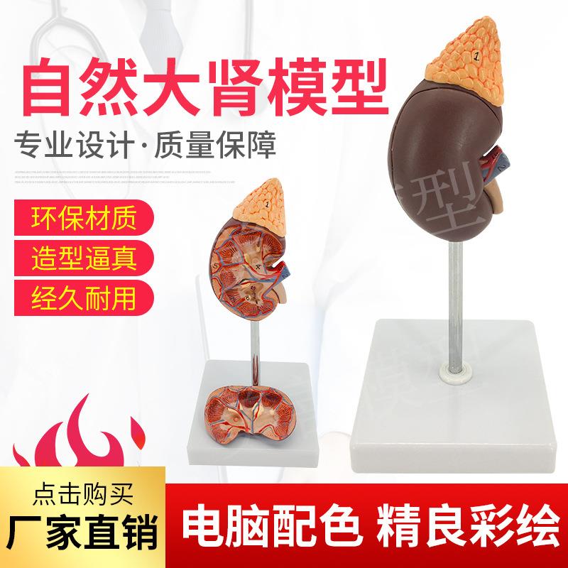 教学仿真肾脏模型人体标本1：1自然大人体肾脏模型内脏解剖结构学