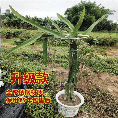 极速火龙果支撑架 种p植花卉不锈钢花架子盆栽地栽爬藤支撑架顶圈