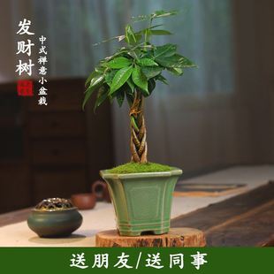 发财树小盆栽室内桌面办公室茶几摆件好养微盆景禅意绿植招财植物