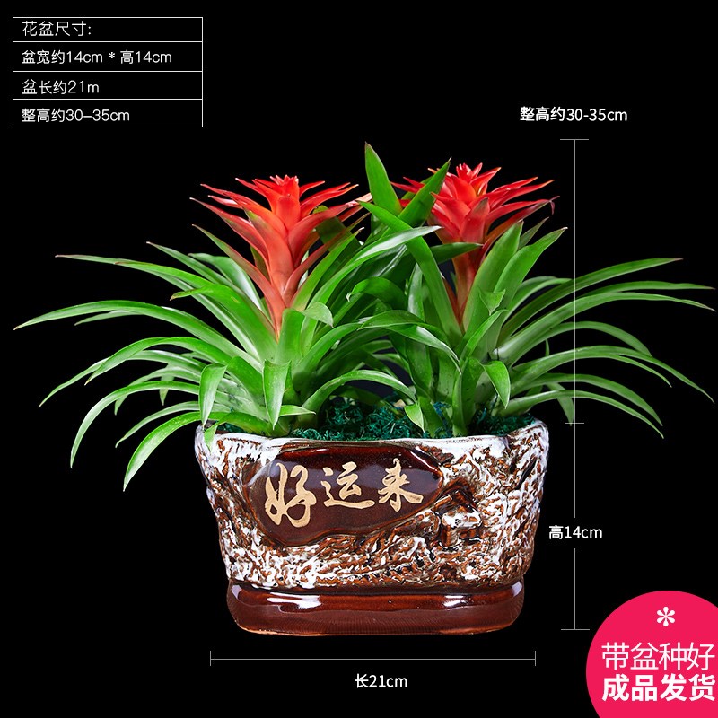 鸿运当头盆栽花卉植物o室内花客厅四季开花好养活凤梨水培绿植阳