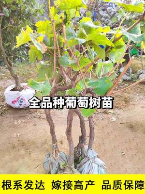 葡萄盆栽地栽种植庭院老桩果树苗阳光玫瑰葡萄树苖无籽蓝宝石巨峰