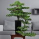 中式 盆景植物仿真样品房根雕创意迎客松盆景家居客W厅玄关盆景摆