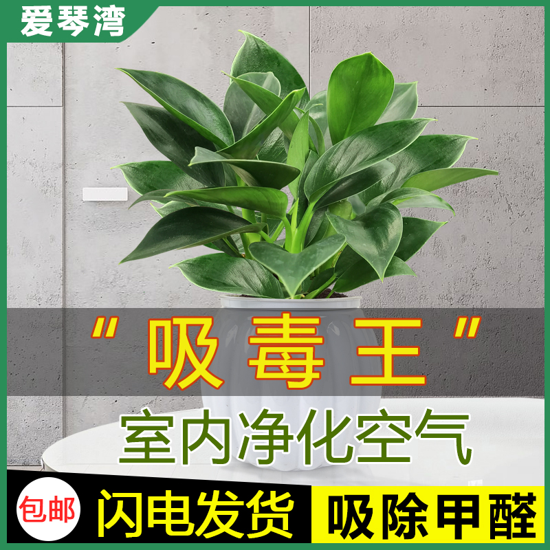 金钻盆栽水培植物室内桌面耐荫绿植净化空气办公室懒人水养绿公主