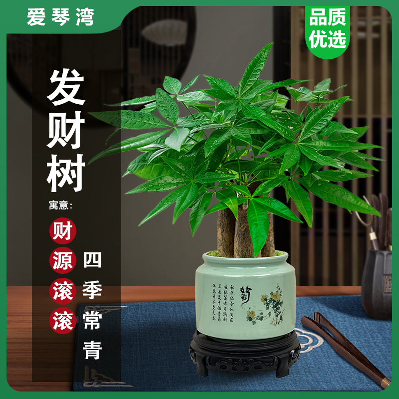 发财树小盆栽花卉绿植物办公室内吸甲醛绿萝文竹水培发财树好养活