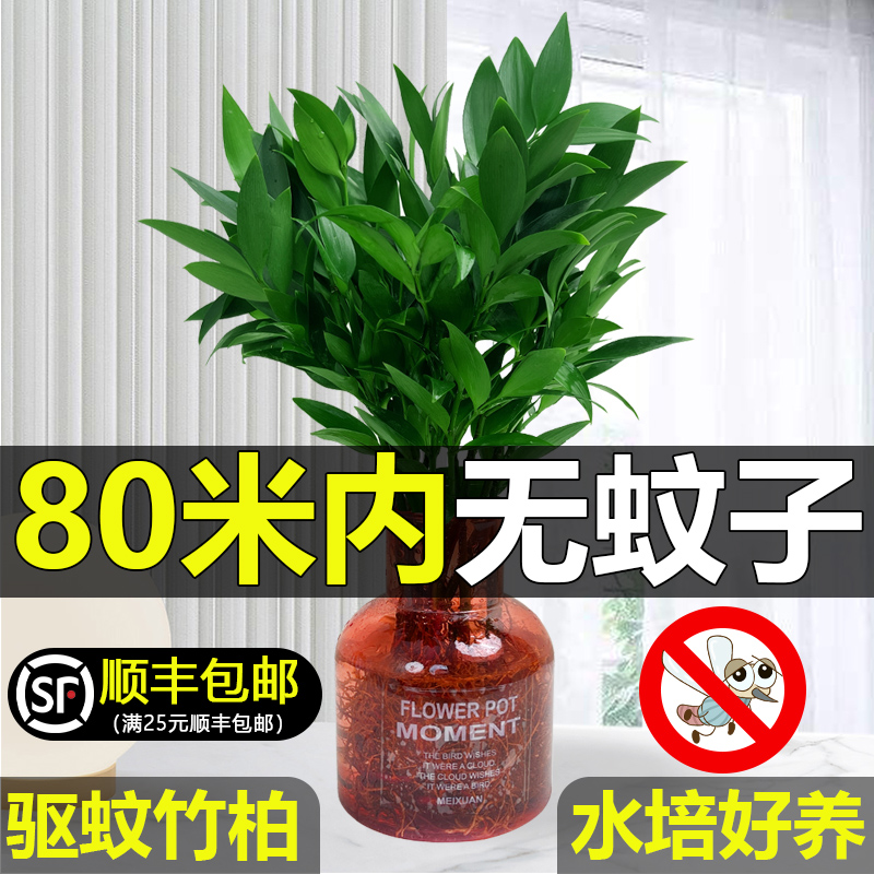 驱蚊竹柏水培植物室内盆栽绿植办公室水养花卉四季常青净化空气