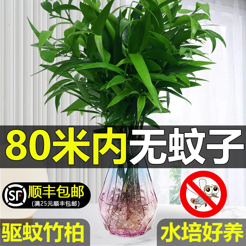 竹柏驱蚊竹水培祛蚊植物办公桌面室内外蚊子克星水养绿植花卉盆栽