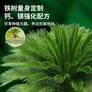 坤宁王铁树专用肥料营养液室内盆栽植物营养液通用型治叶子发黄