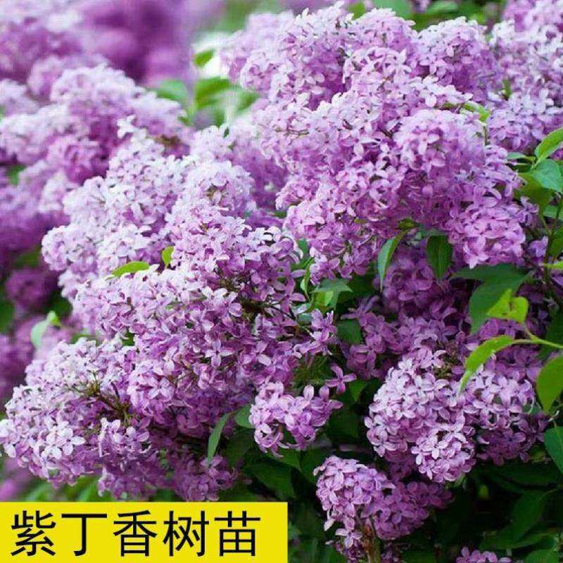 庭院当年开花黑龙江丁香保真东北绿化树苗景观紫丁香花树树耐寒苗