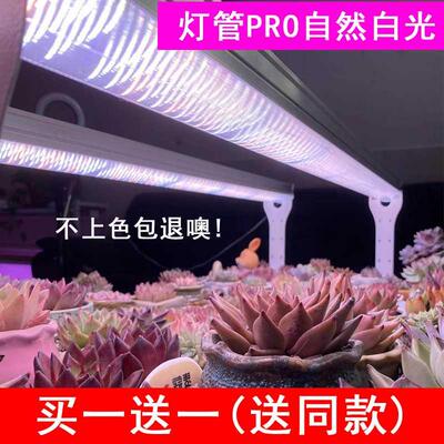 核管家全光谱多肉补光灯家用上色防徒长花卉育苗植物生长仿太阳光