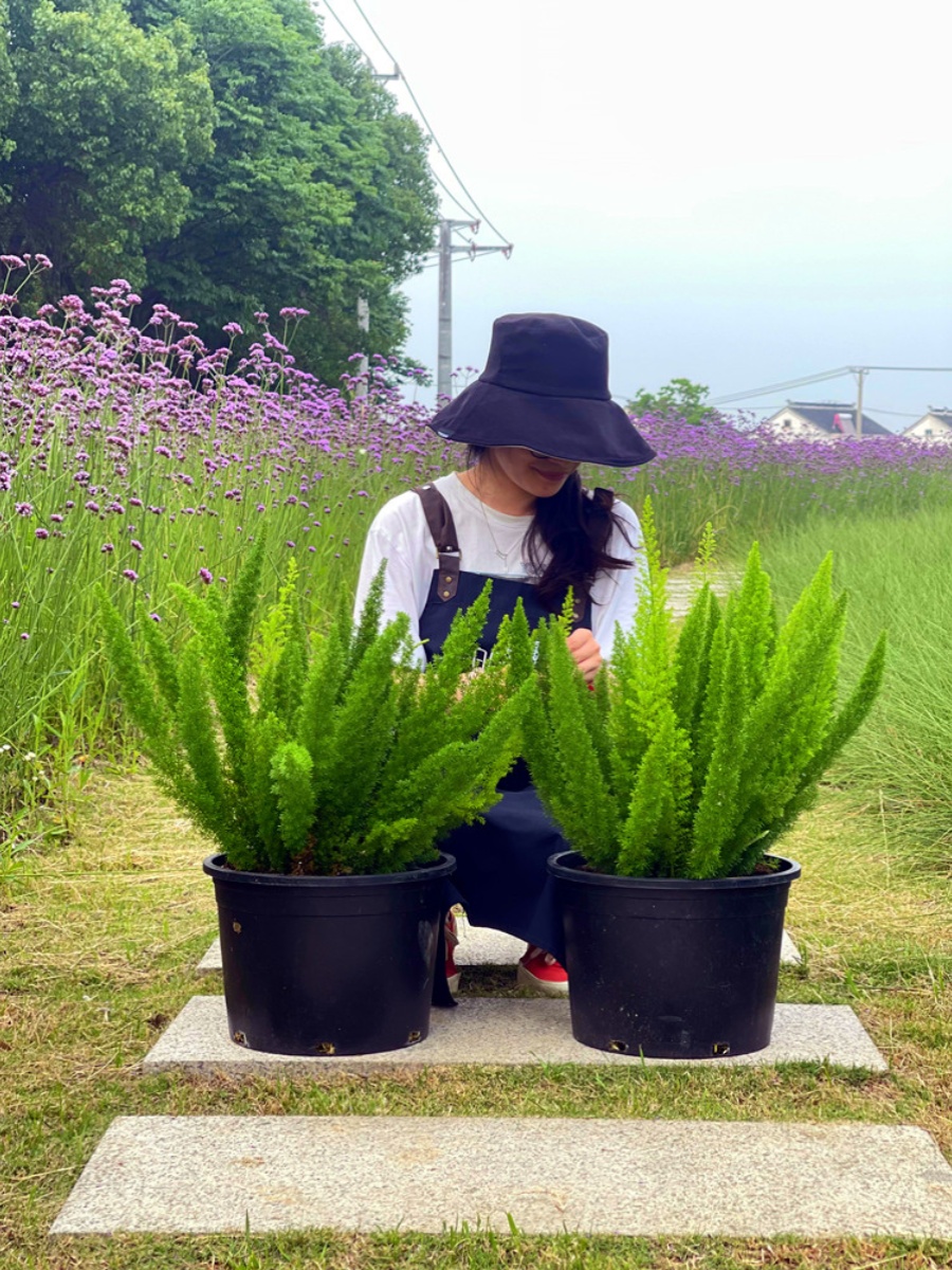 狐尾天门冬盆栽四季常青大苗盆观叶耐阴绿阳台室花镜客厅花园植物