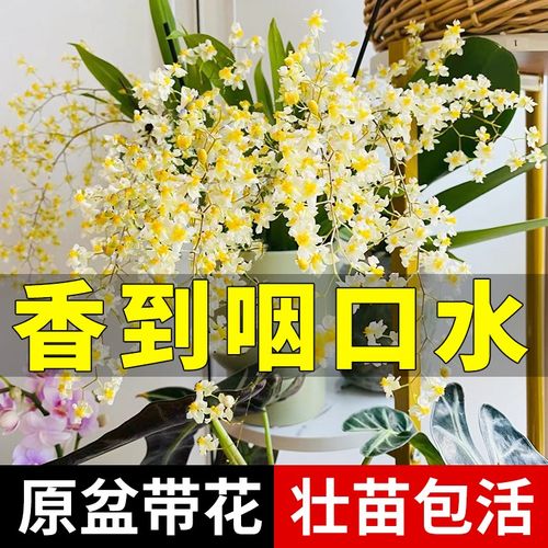 极速文心兰盆f栽带花苞花苗梦香兰室内花卉植物客厅阳台四季好养