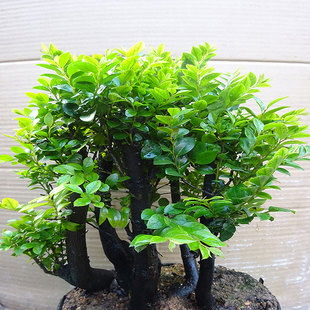 室内绿植 小叶紫檀盆景树桩 办公室客厅阳台 桌面小植物 净化空气