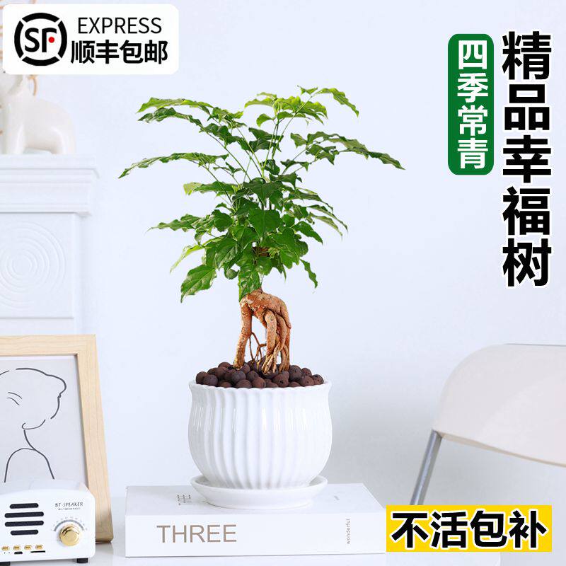 提根幸福树盆栽造型绿宝盆景室内办公室桌面观叶植物四季常青绿植
