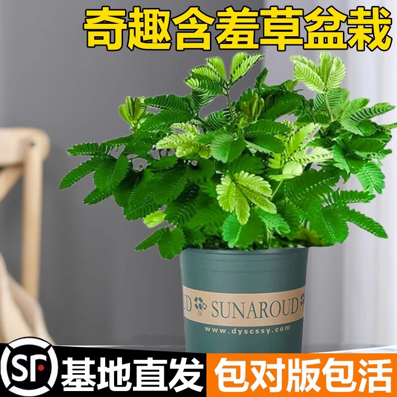 害羞草种子含羞草盆栽植物套餐阳台绿植花卉种子薄荷种籽四季易种 鲜花速递/花卉仿真/绿植园艺 家庭园艺种子 原图主图