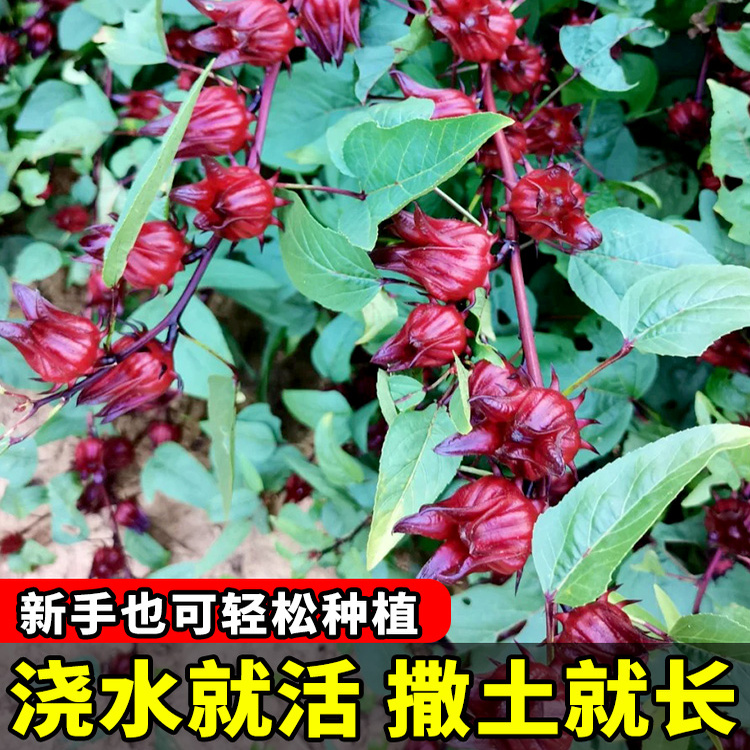 洛神花种子四季云南红金梅苗种孑