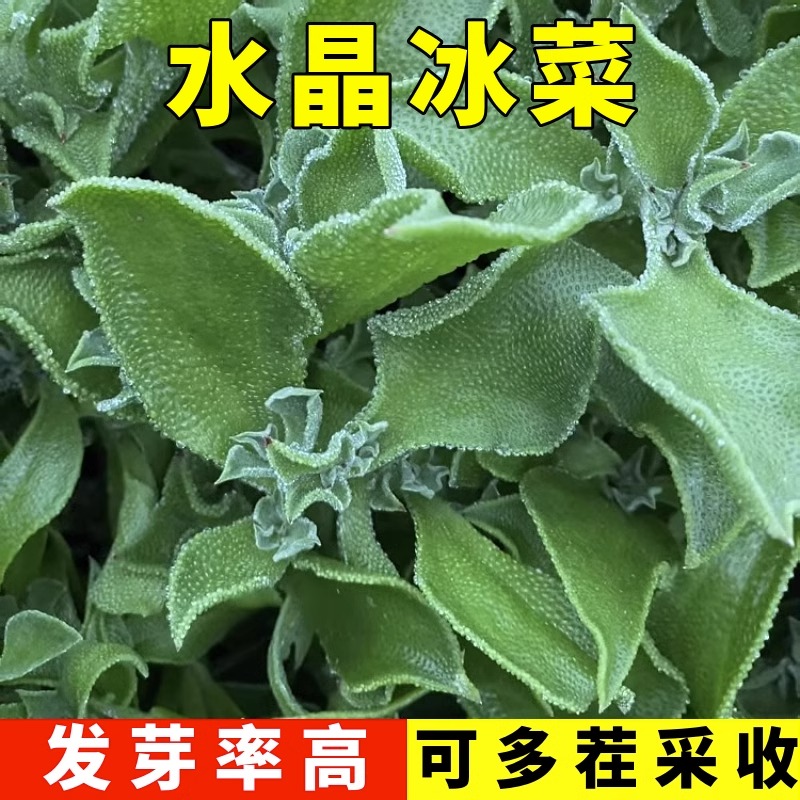 水晶冰菜种籽阳台蔬子大全四