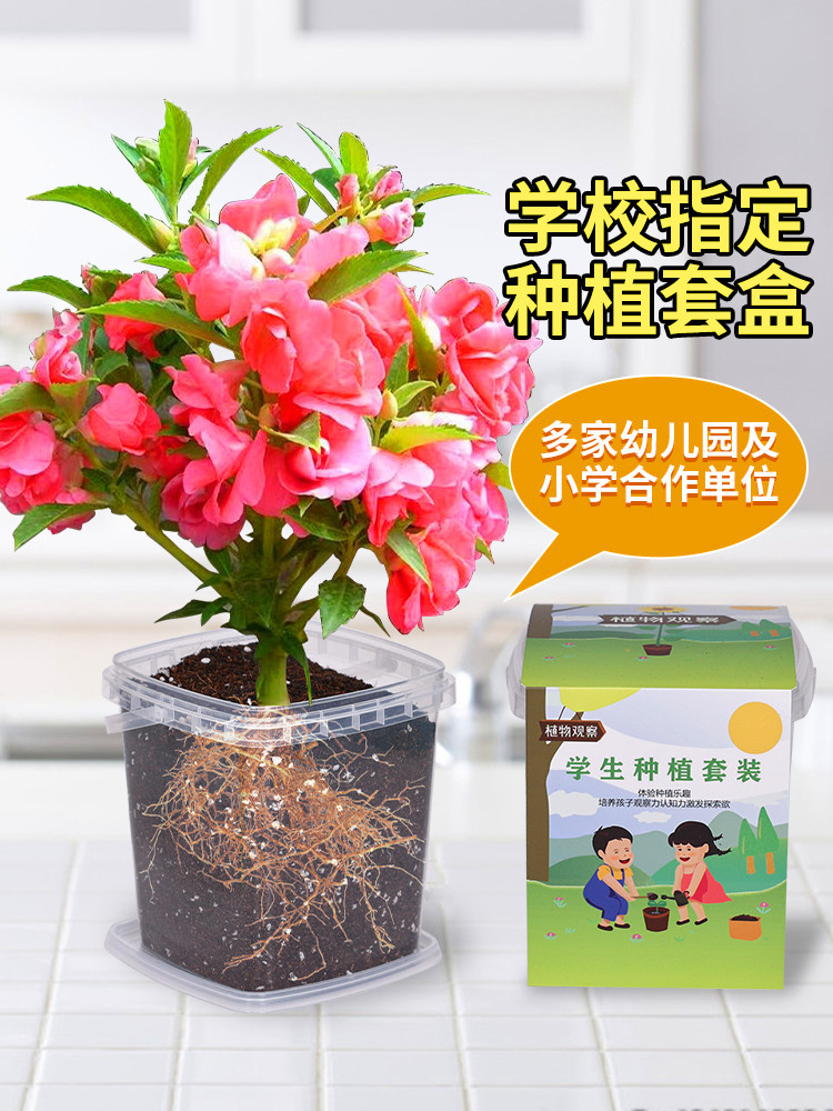 凤仙花种籽四季小学生科学实验观察指甲花儿童种植小盆栽植物种子