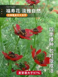 福寿花种子四季 花子 种易活开花不断室外庭院盆栽净化空气春秋季