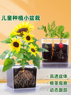 儿童种植小盆栽幼园观察物子