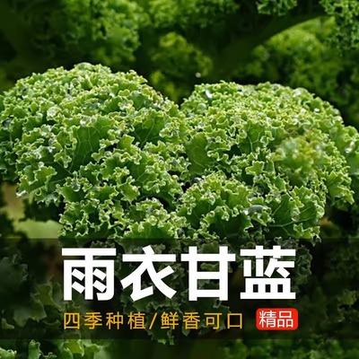 羽衣甘蓝种子籽食用秋冬季紫