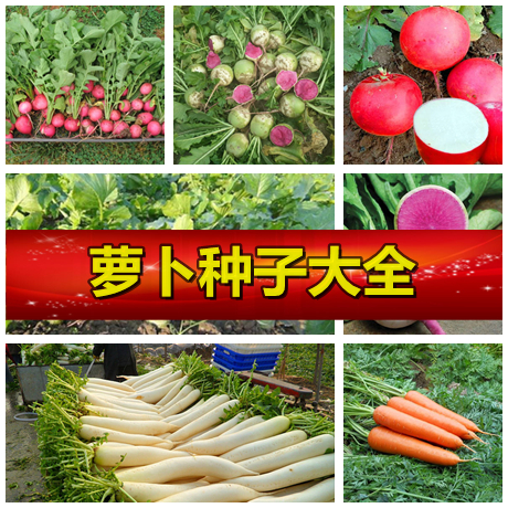 蔬菜种子白玉萝卜胡满堂红