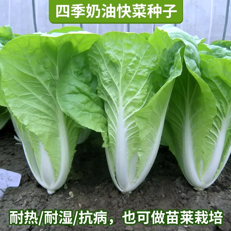 四季奶油快菜种子小白菜菜籽耐热速生快菜种孑阳台蔬菜籽种大全 鲜花速递/花卉仿真/绿植园艺 家庭园艺种子 原图主图