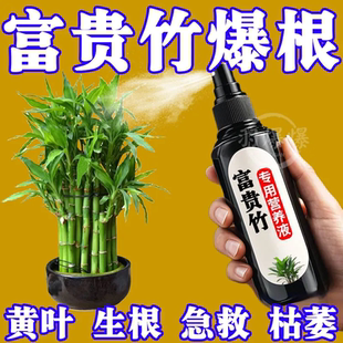 富贵竹专用营养液治叶子发黄转运竹节节高文昌竹水竹水培植物生根