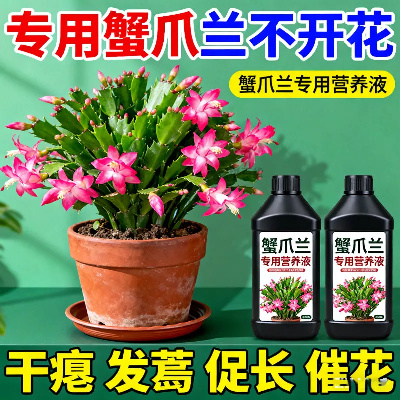 蟹爪兰专用免稀释营养液植物型叶面一喷绿催箭促花绿叶壮根营养液